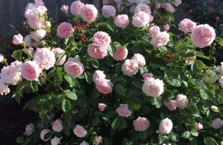 Основные характеристики гибридной розы Оливия Роуз: как выращивать «остинку»