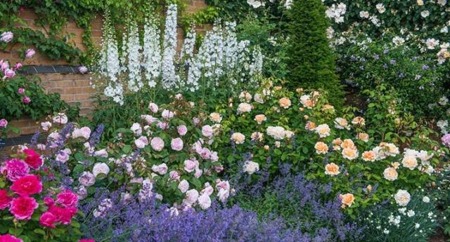Основные характеристики гибридной розы Оливия Роуз: как выращивать «остинку»