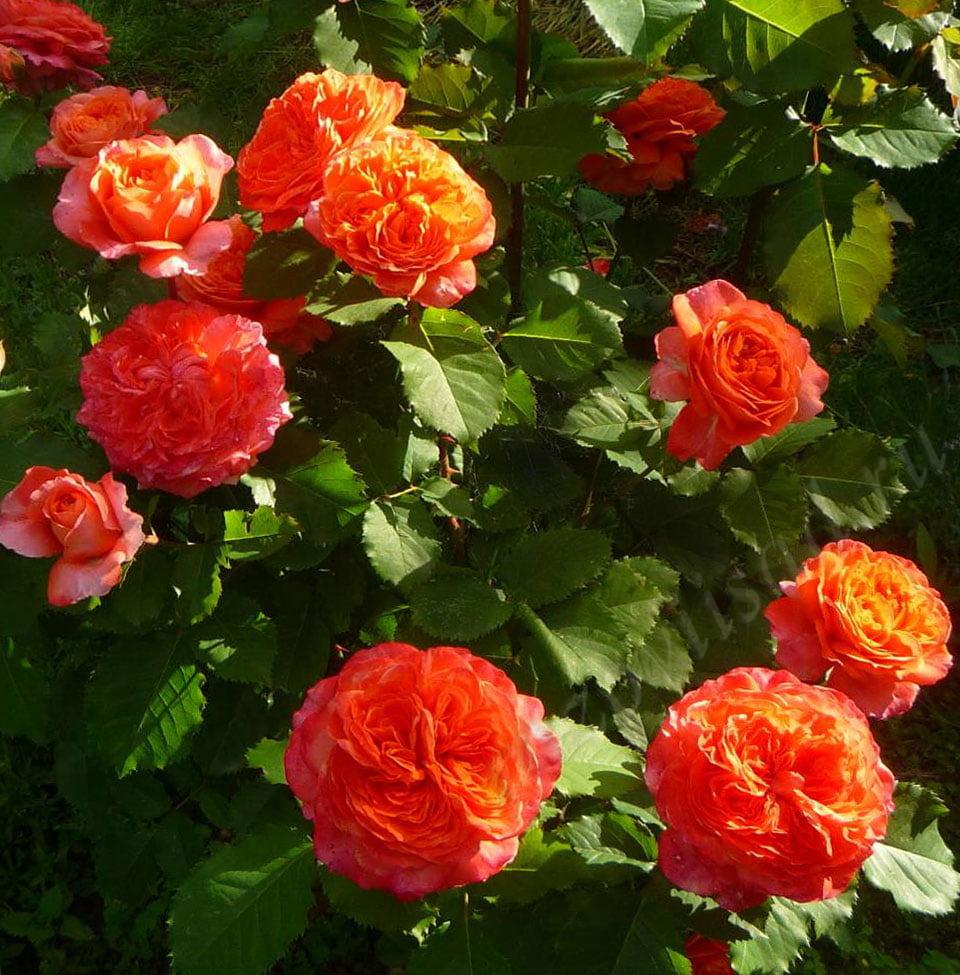 Роза лососевого цвета фото и название