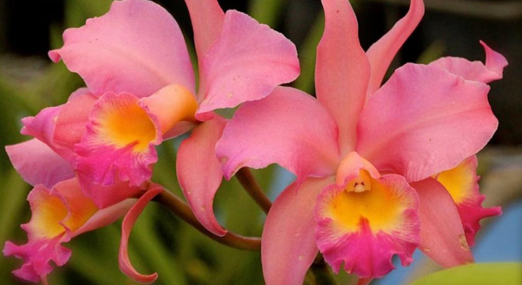 Каттлея орхидея уход в домашних условиях и выращивание с фото пошагово