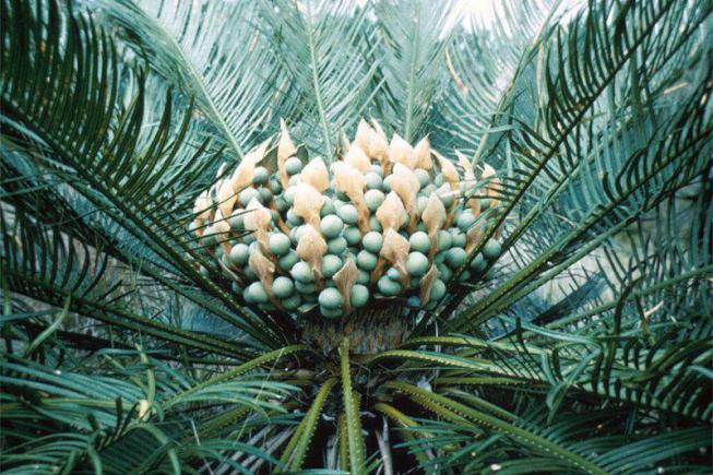 Саговая пальма цикас — уход в домашних условиях