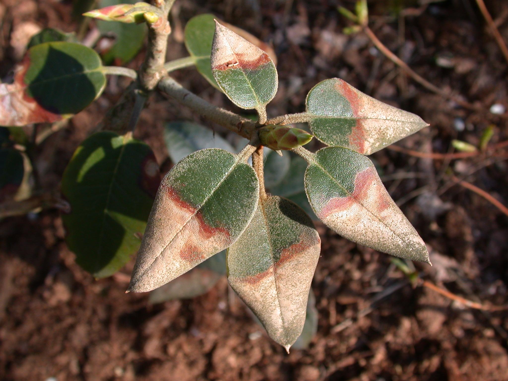 Болезни рододендронов и их лечение с фото коричневеют листья и бутоны