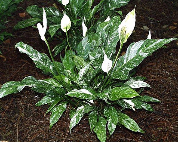 Vždy krásné spathiphyllum Domino: rysy typu a jemnosti kultivace