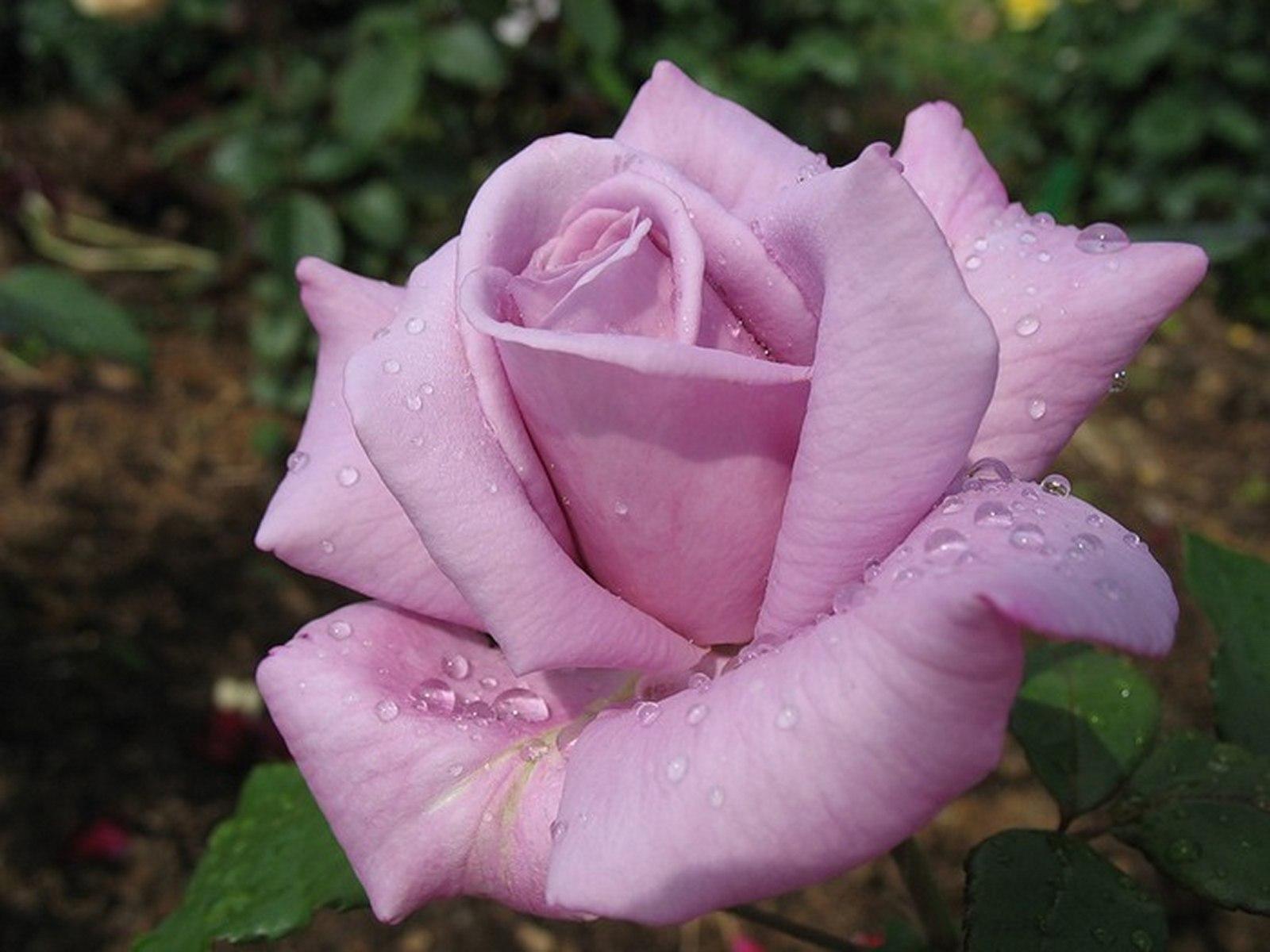 Сорт розы карина описание и фото