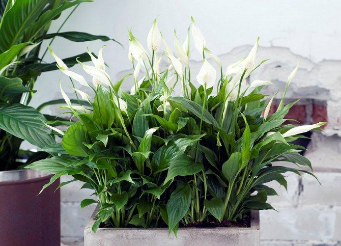 Цветок спатифиллум: как ухаживать в домашних условиях, особенности ухода за комнатным растением