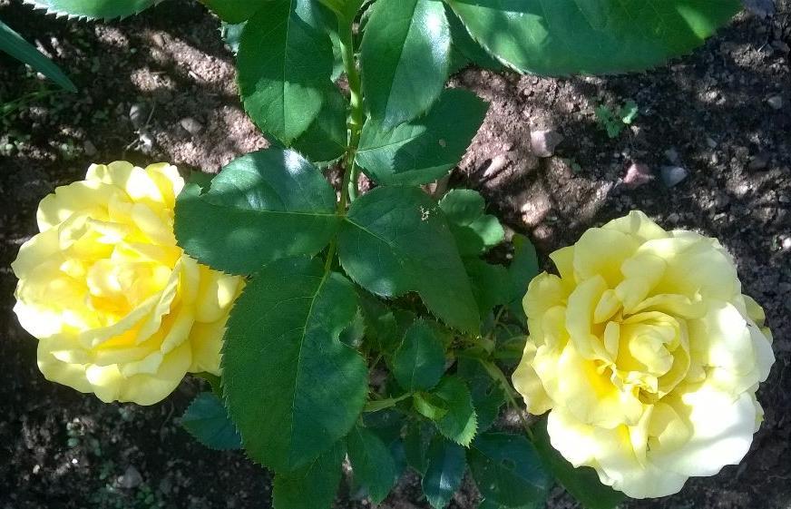 Роза лимбо фото и описание