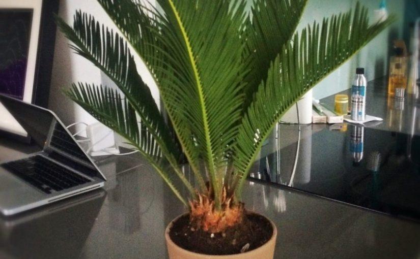 Саговая пальма цикас — уход в домашних условиях