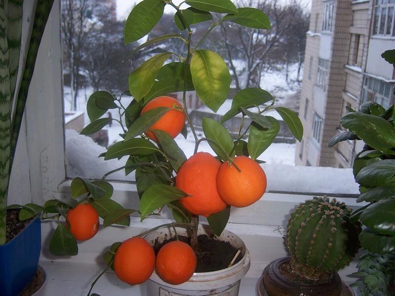 Как выращивать цитрус в домашних условиях?