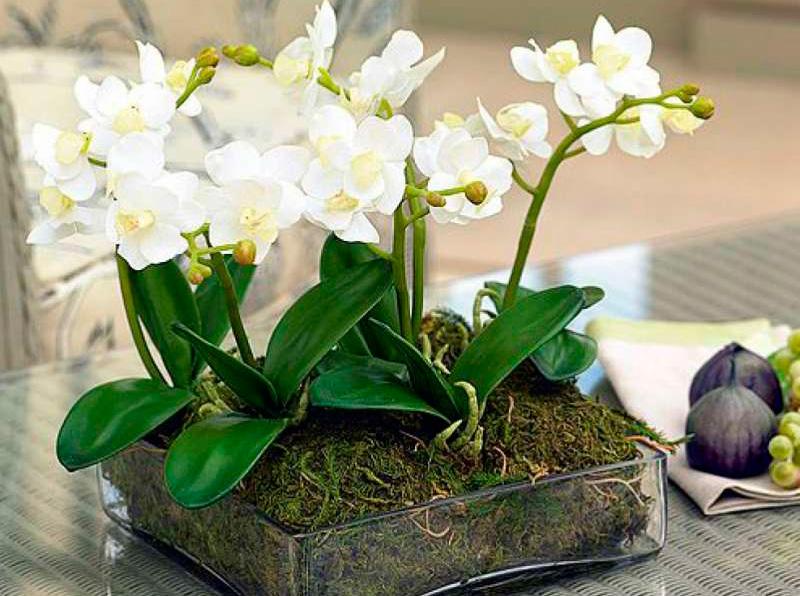 kartinka 4 belaja orhideja v stekljannom poddone s gruntom izo mha
