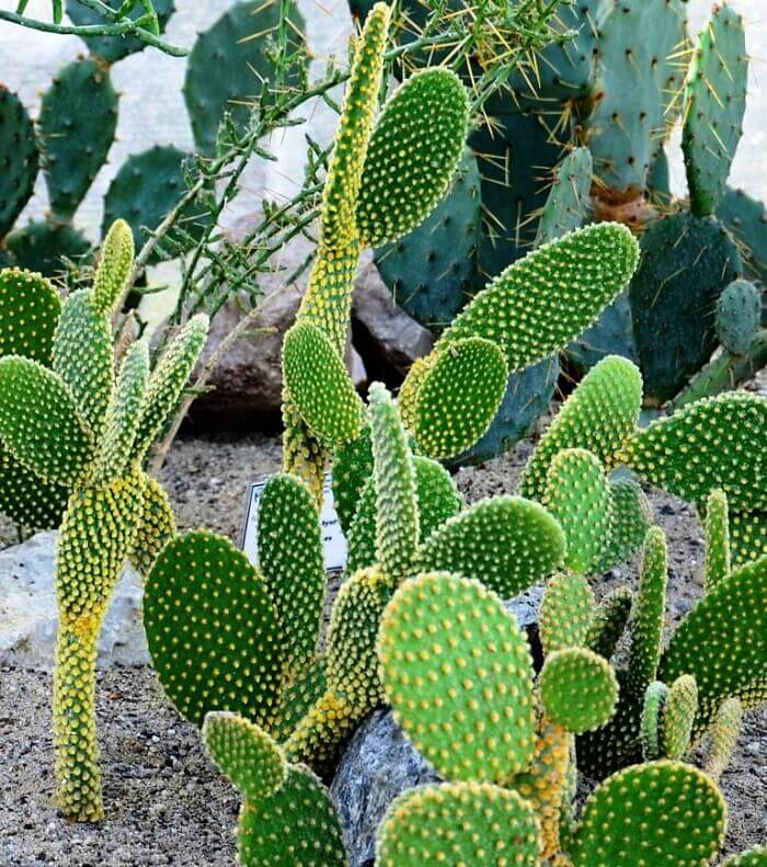Опунция мелковолосистая (Opuntia microdasys)- описание кактуса