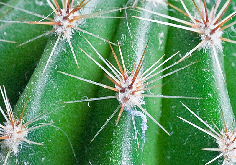 Лечение кактусами в домашних условиях thumbnail