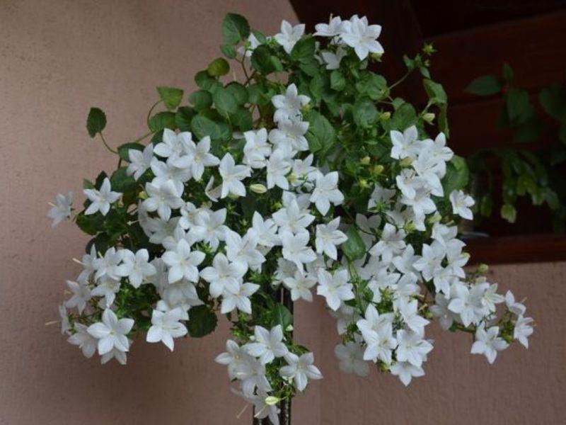 О цветке невеста: комнатное растение кампанула, название жених и невеста