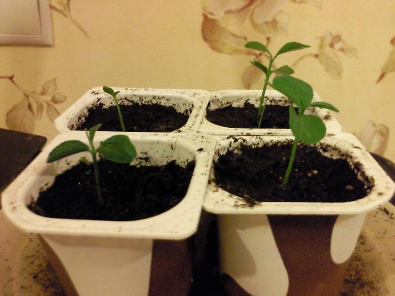 Как выращивать цитрус в домашних условиях?