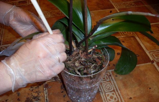 kartinka 6 process podkormki orhidei v prozrachnom vazone