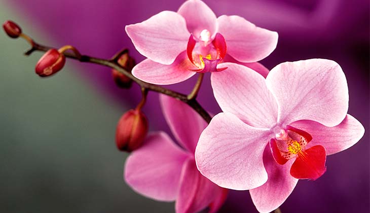 kartinka 7 orhideja cvetet rozovymi cvetami