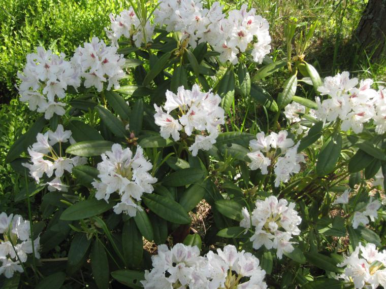 kartinka 8 rododendron belyj v sadu