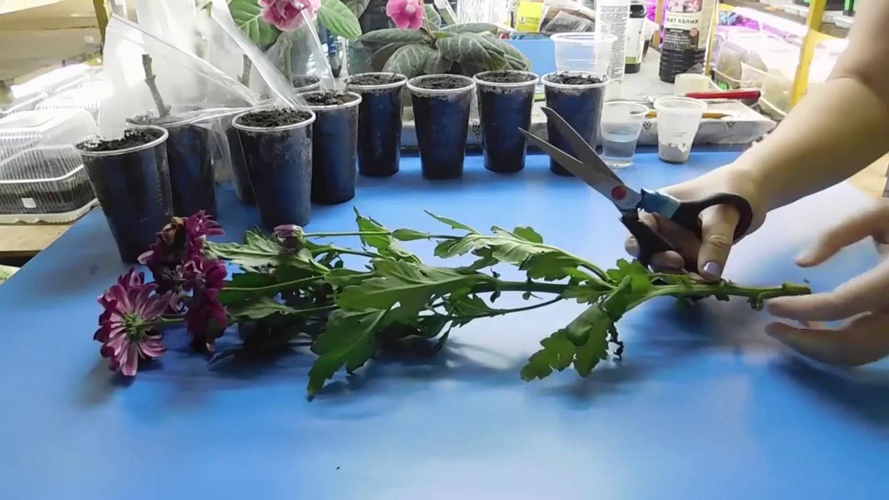 Как размножить хризантему Размножение и укоренение хризантемы в домашних условиях Как ее рассадить