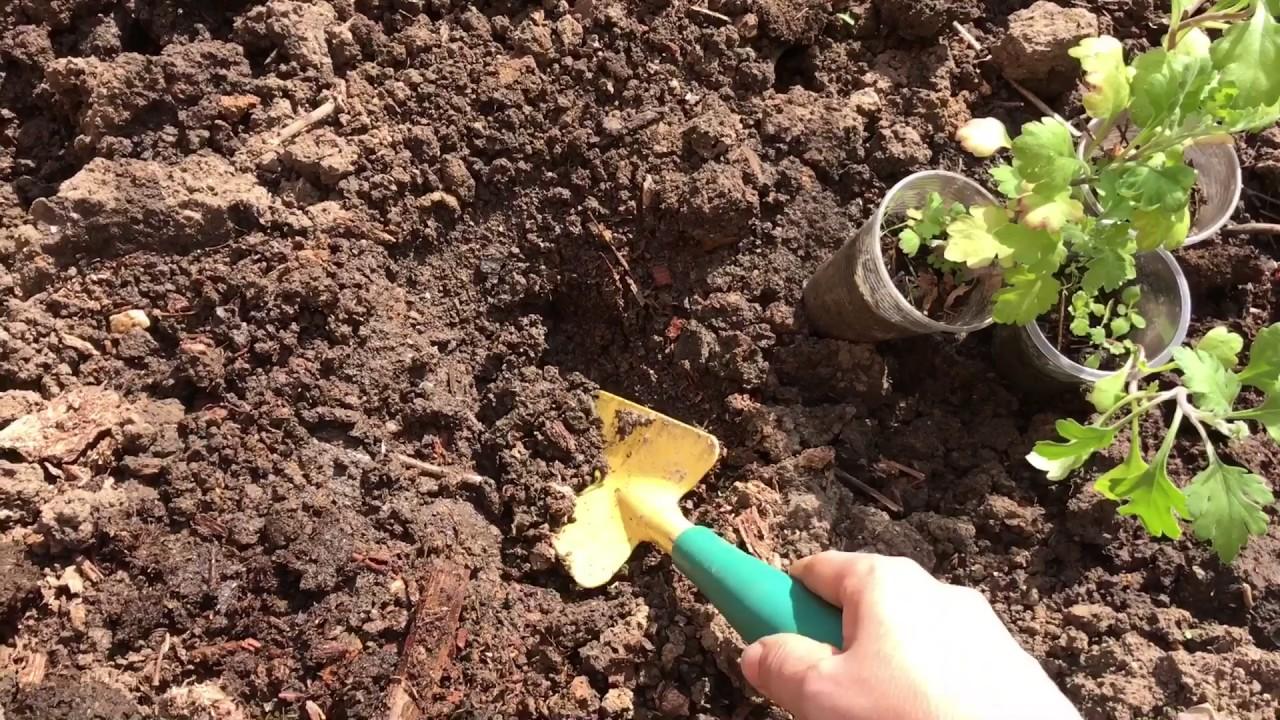 Как размножить хризантему Размножение и укоренение хризантемы в домашних условиях Как ее рассадить