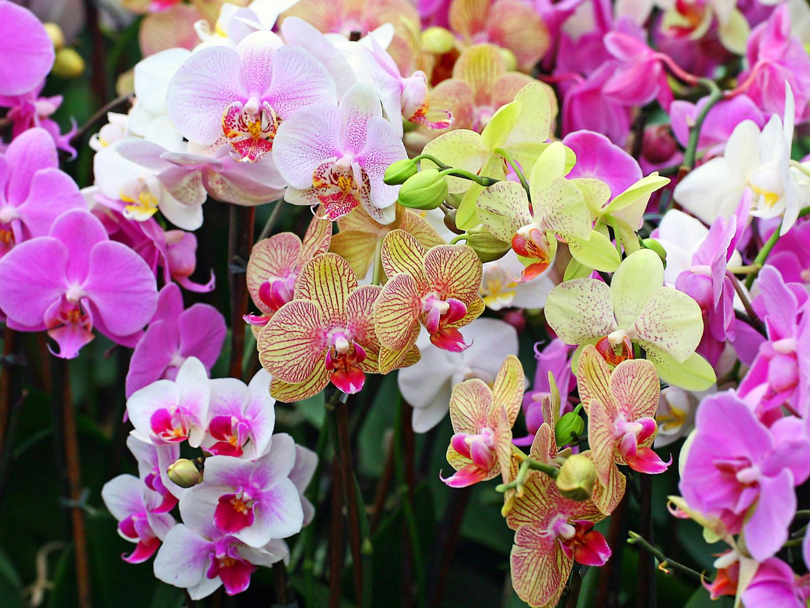 Все о корнях орхидеи
