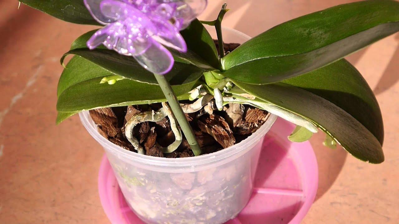 Воздушные корни у орхидеи что с ними делать и нужно ли их обрезать Их функции Почему орхидея пускает очень много воздушных корней