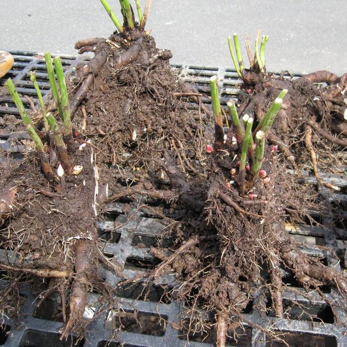 Флокс друммонда: выращивание из семян, когда сажать