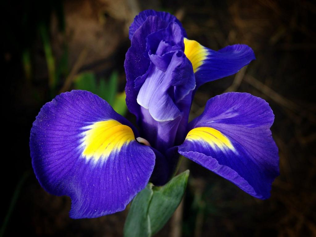 Иризиния цветок фото описание