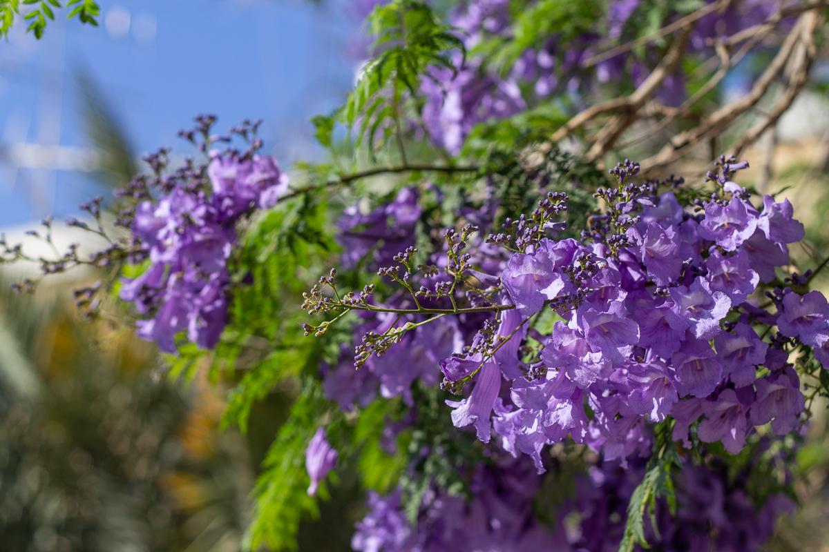 Фиолетовое дерево название можно выращивать дома
