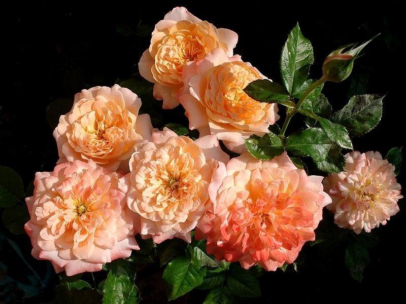 Сорта Комнатных Роз С Фото
