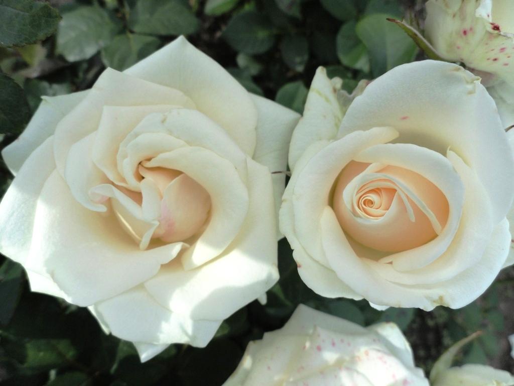 Сорт розы анастасия фото