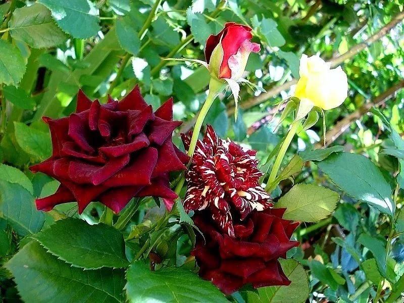 Роза Abracadabra - Kordes роза