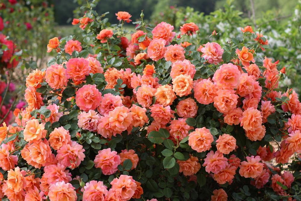 Розы плетистые: сорта постоянного цветения + фото