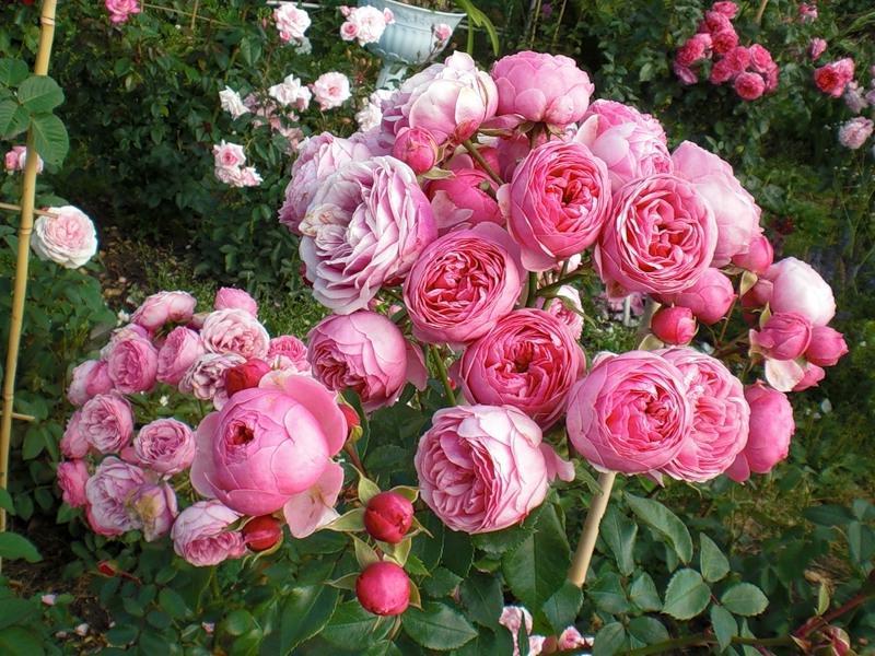 Лучшие сорта роз кордеса: посадка и уход