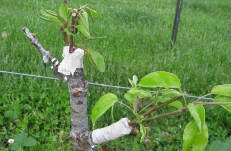 Способы прививки плодовых деревьев весной