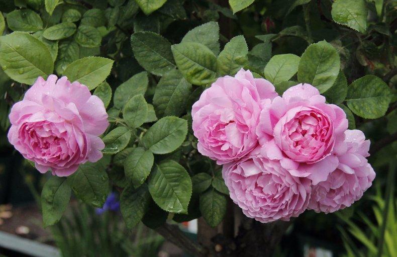 Роза Мэри Роуз: фото, описание, отзывы, в декоре сада