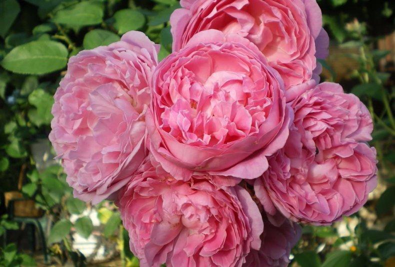 Роза Мэри Роуз: фото, описание, отзывы, в декоре сада