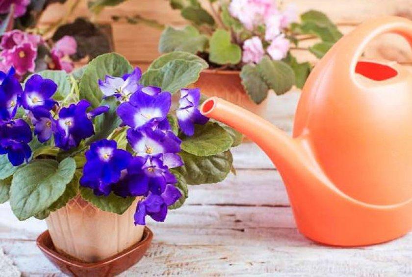 Как поливать фиалки в домашних условиях для обильного цветения?