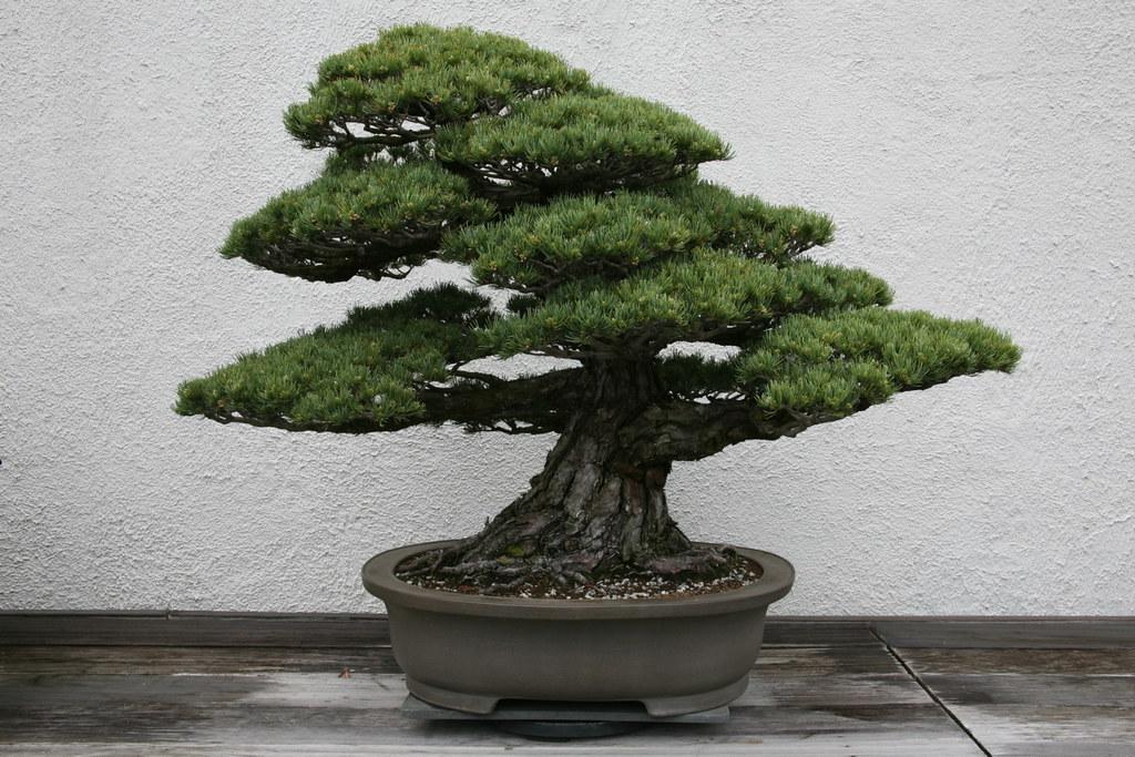 Бонсай из сакуры как вырастить из семян японской сакуры бонсай в домашних условиях В какой грунт лучше садить дерево Как правильно ухаживать