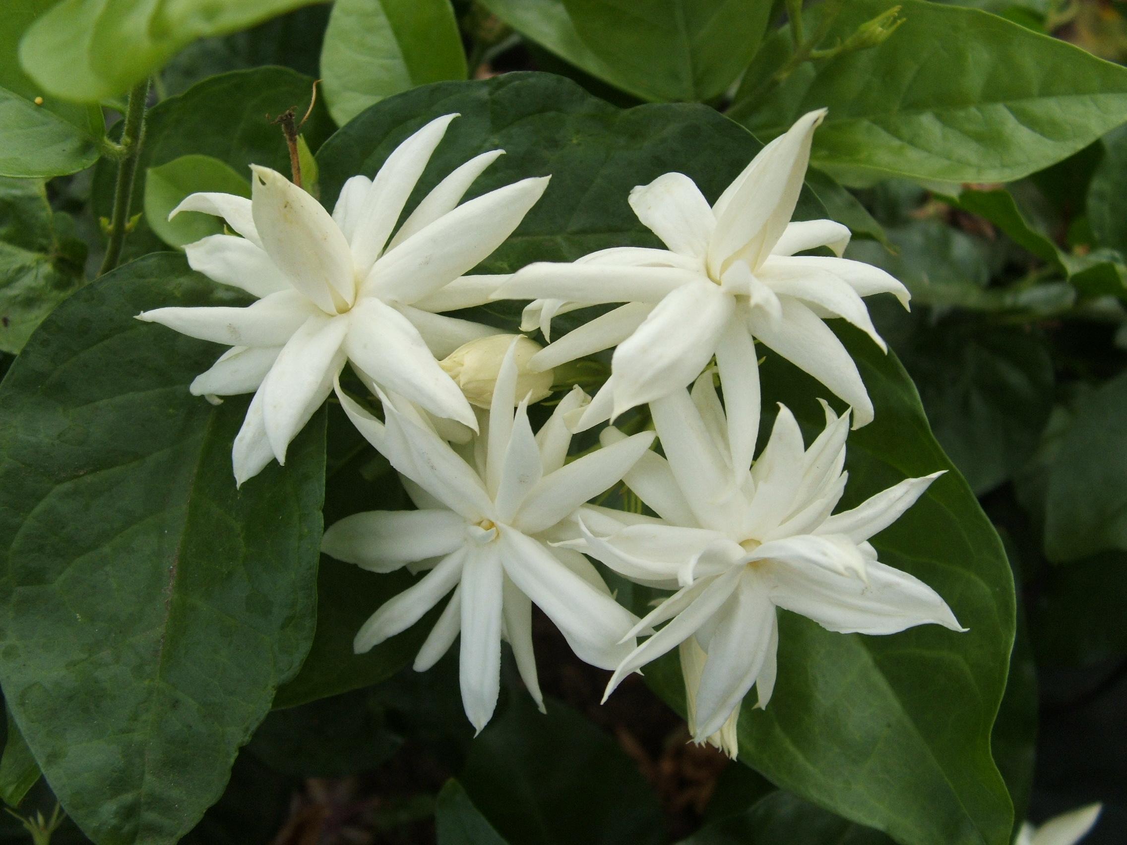 Комнатный цветок жасмин цветок фото