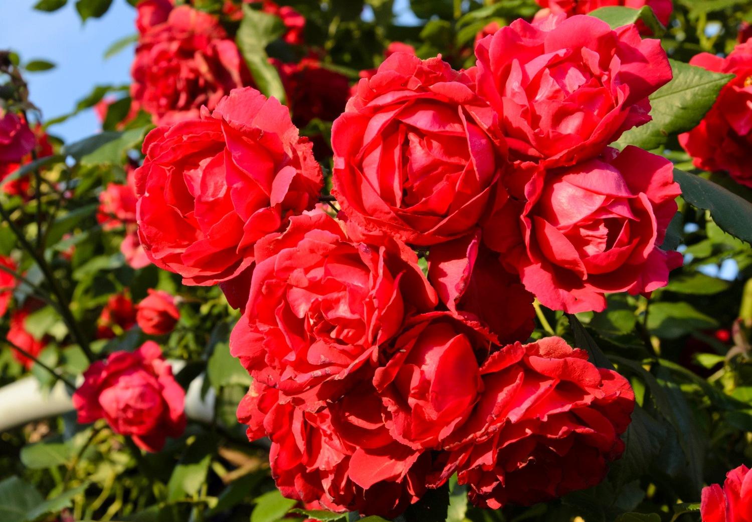 Розы братья гримм описание сорта фото