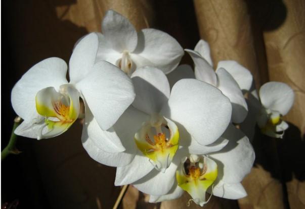 Орхидеи С Длинными Листьями Фото