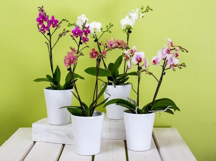 Как сделать стебель орхидеи