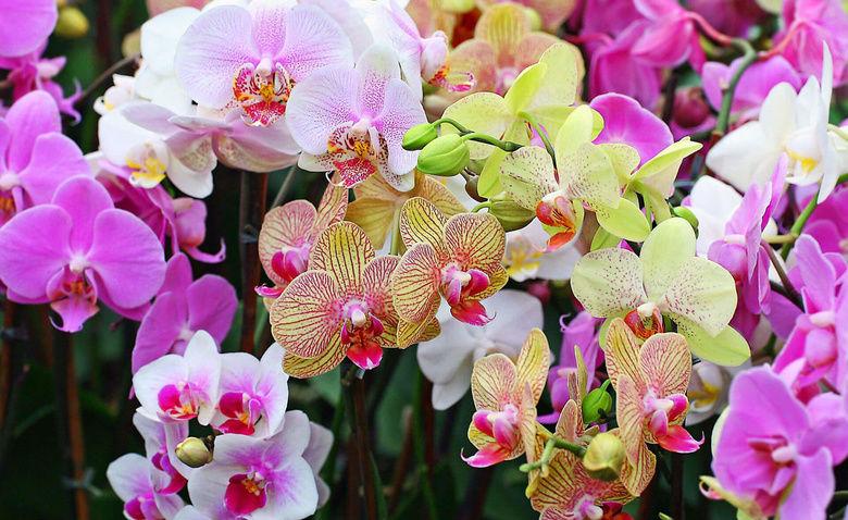 Как вылечить орхидею от липких капель