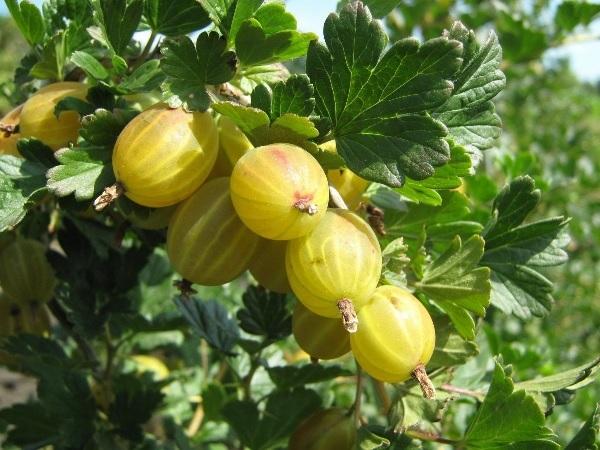 Самый крупный крыжовник зеленый, розовый, желтый, красный: описание крупноплодных сортов с большими ягодами