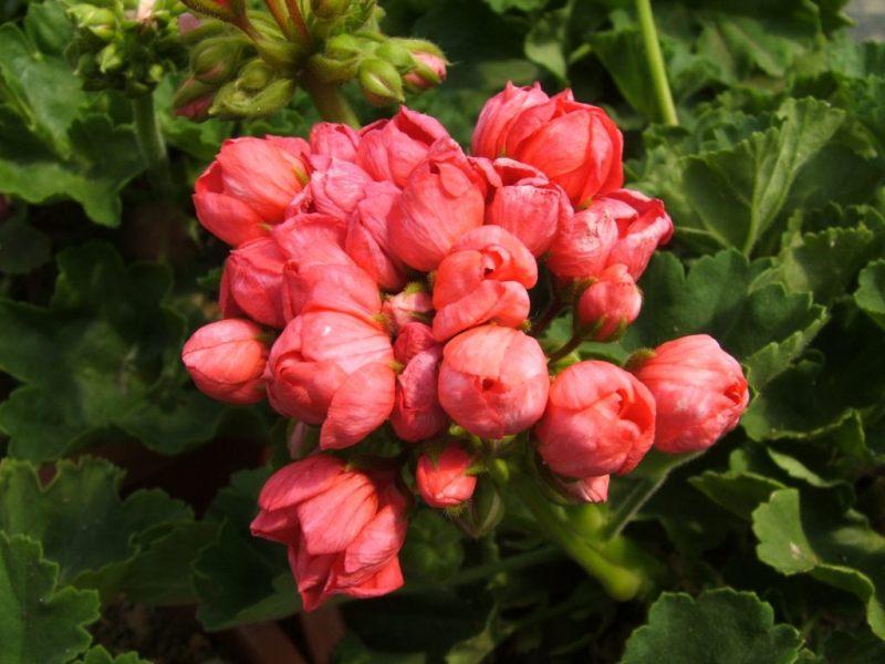 Марбаска тюльпан пеларгония — О цветах