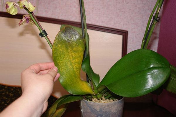 Как вылечить орхидею от липких капель thumbnail