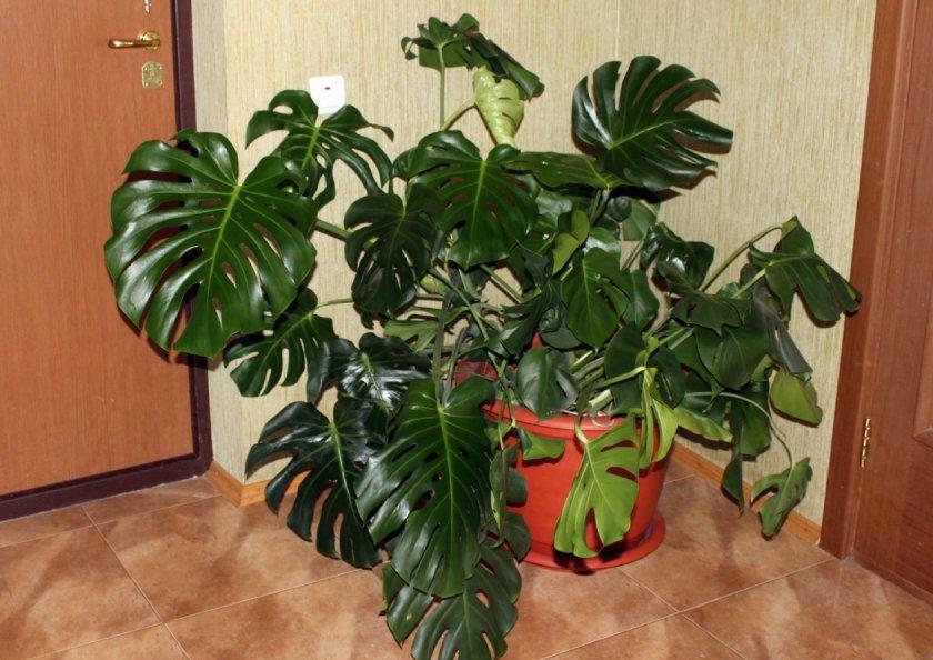 Опасные комнатные растения для человека фото и названия