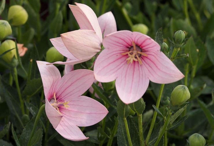 Купить семена Платикодон "Плазмас" Розовый флорист 30шт в интернет-магазине "7 семян"