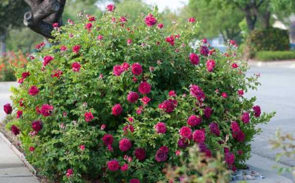 Парковая роза шекспир посадка и уход в открытом грунте