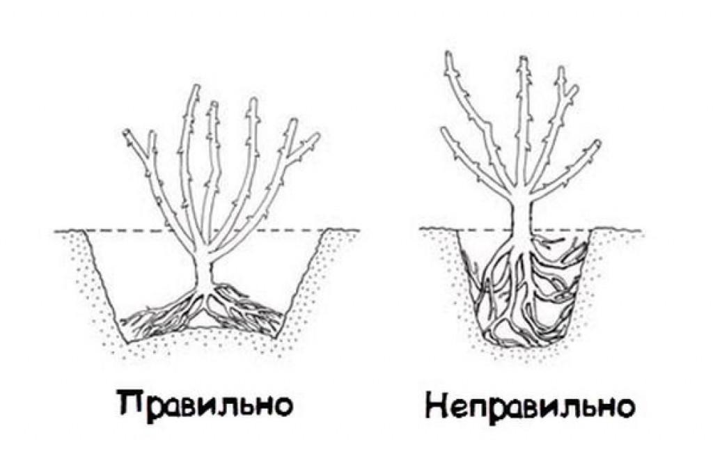 Роза спрей сим салабим фото и описание