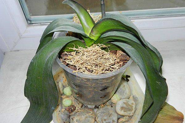 Как вылечить орхидею от липких капель